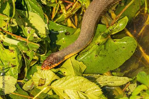 Red-Bellied Water Snake in the Grass.