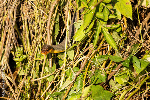 Red-Bellied Water Snake Slithers Through Marsh Grass.