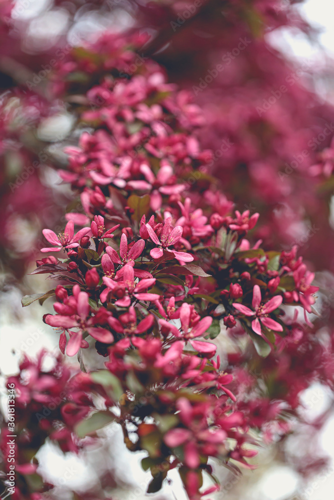 pink blossoms on a branch
