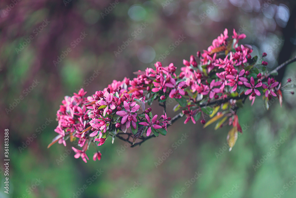 Fototapeta premium pink blossoms on a branch