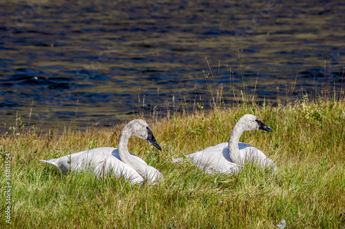 Trumpeter Swans (Cygnus buccinator) in Yellowstone National Park, USA photo
