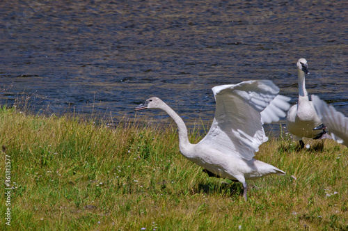 Trumpeter Swans (Cygnus buccinator) in Yellowstone National Park, USA photo