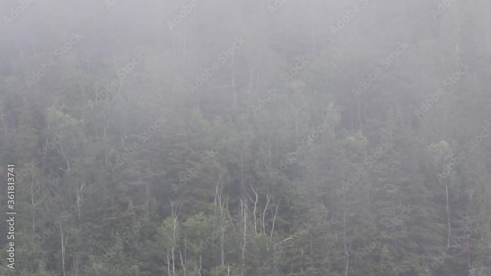 brouillard sur la forêt