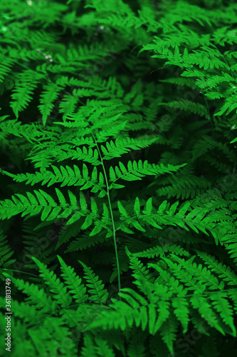 fern leaves in the forest, natural background