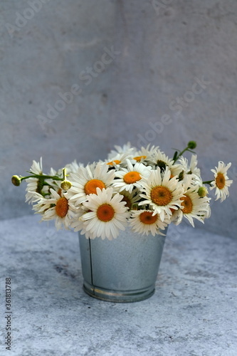 White camomile flowers in flowerpot on Grey background