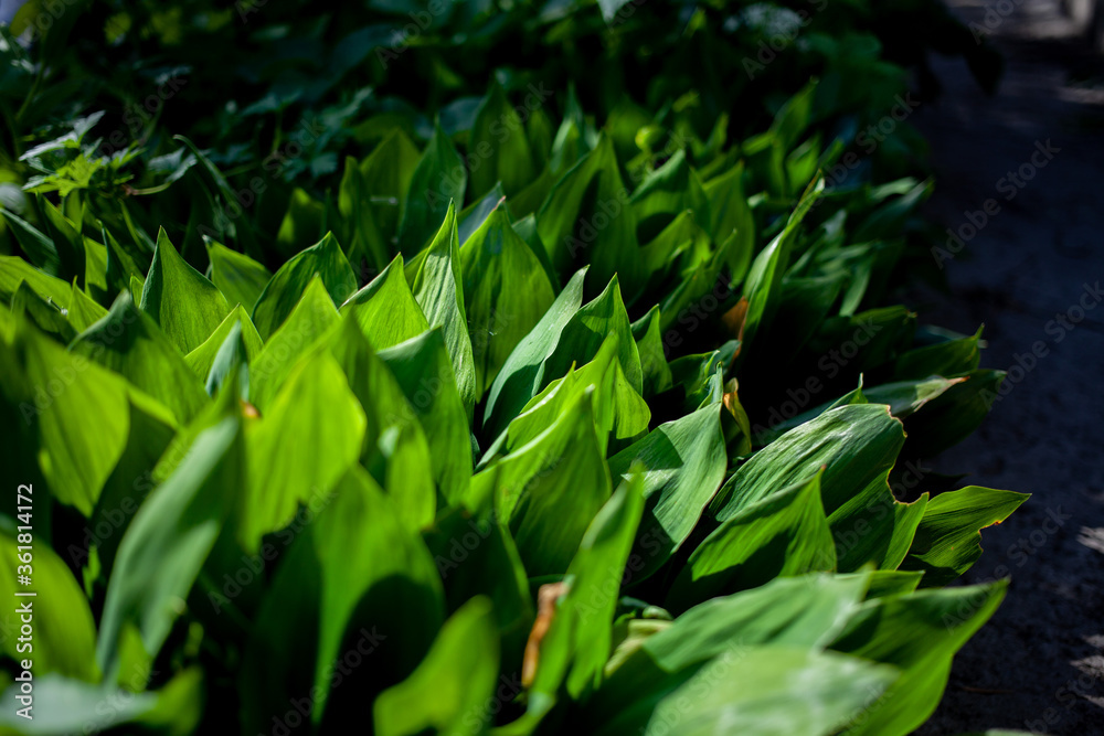 Naklejka premium Summer greens receive the sun's rays and enjoy the world