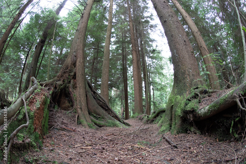 Fototapeta premium parque