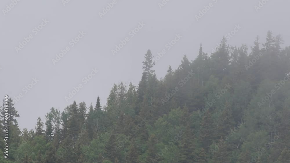 brouillard sur la forêt