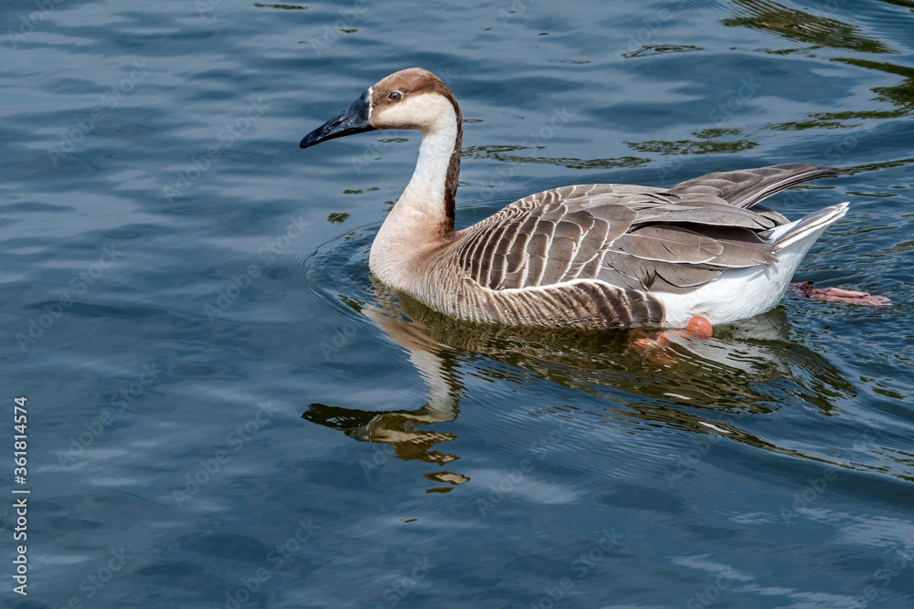 Swan Goose (Anser cygnoides) on pond in park Swan Goose (Anser cygnoides) on pond in park