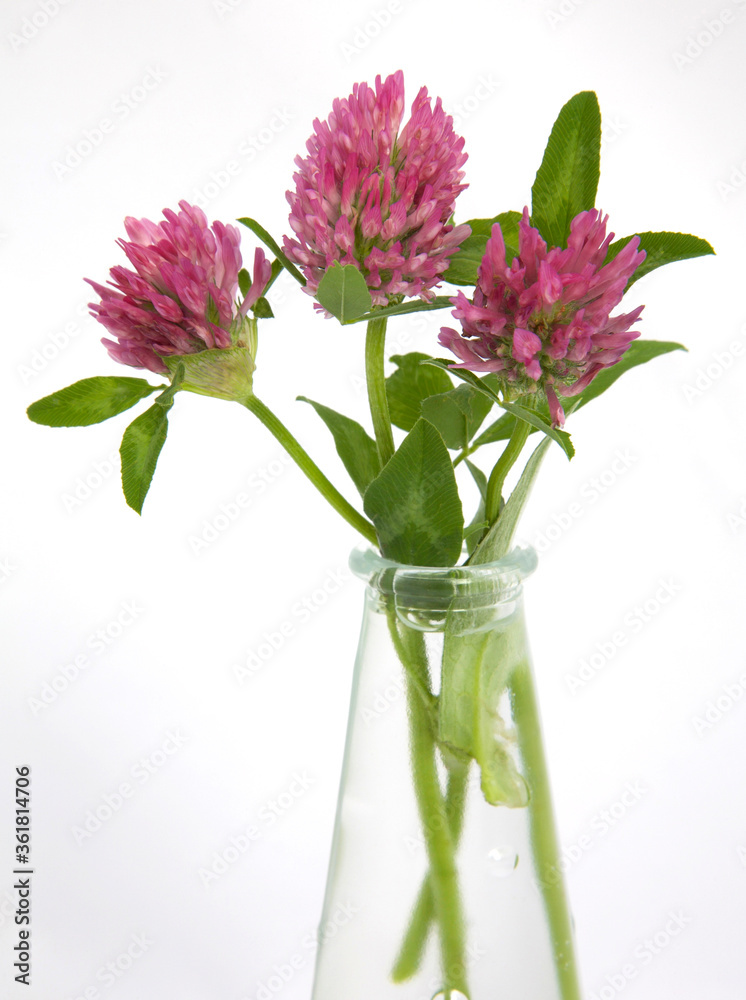 Obraz premium Świeże kwiaty koniczyny czerwonej (trifolium pratense) w szklanym wazonie na białym tle