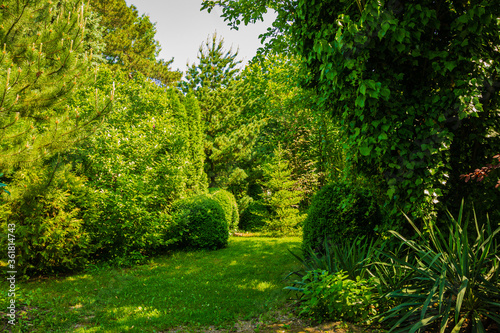 Very beautiful sunny landscaped garden with evergreens and bushes. Many boxwood trees Buxus sempervirens and pines. Pinus parviflora Glauca. Peaceful atmosphere of relaxation. Calmness and pleasure.