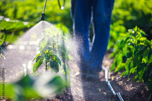 Farmer spraying vegetable green plants in the garden with herbicides, pesticides or insecticides. photo