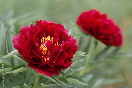 Red flower peony flowering.