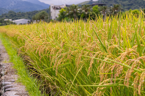 Landscape View Of Beautiful Rice Fields At Brown Avenue   Ripe golden rice ear 