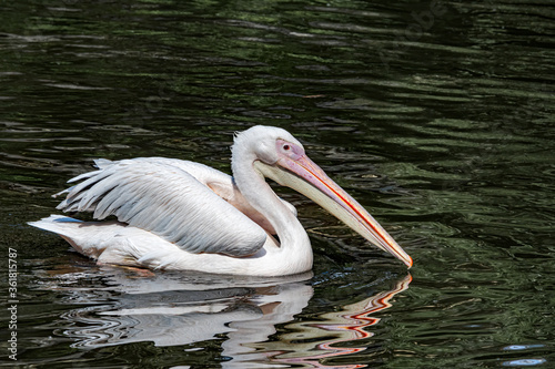 Great White Pelican (Pelecanus onocrotalus) on lake