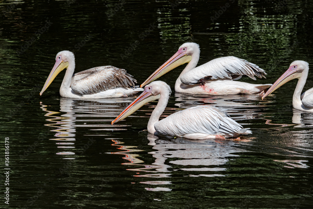 Great White Pelicans (Pelecanus onocrotalus) on lake Great White Pelicans (Pelecanus onocrotalus) on lake