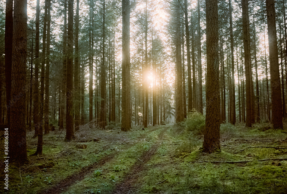 Fototapeta premium In den Wäldern bei Tostedt