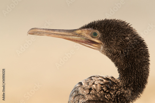 Portrait of Socotra cormorant, Bahrain