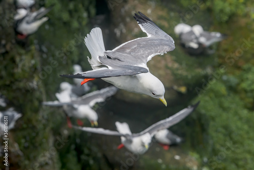 Red-legged Kittiwake (Rissa brevirostris) at St. George Island, Pribilof Islands, Alaska, USA photo