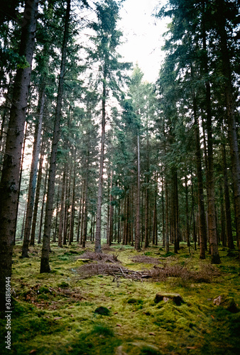 In den Wäldern bei Tostedt