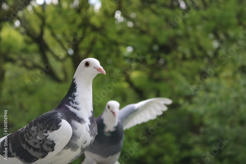 Pigeons in a tree