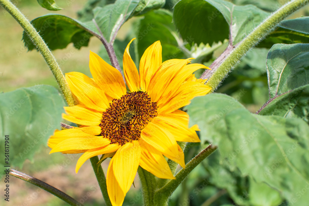Blühende Sonnenblume im Sommer /
blooming sunflower in summer Blühende Sonnenblume im Sommer /
blooming sunflower in summer