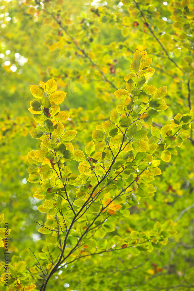 leaves on a branch. leaves on a branch.