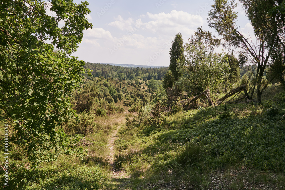 Summer landscape and hiking trail at basin Totengrund in Luneburg Heath near Wilsede, Germany