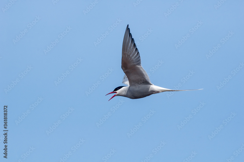 Arctic Tern (Sterna paradisaea) in Barents Sea coastal area, Russia Arctic Tern (Sterna paradisaea) in Barents Sea coastal area, Russia
