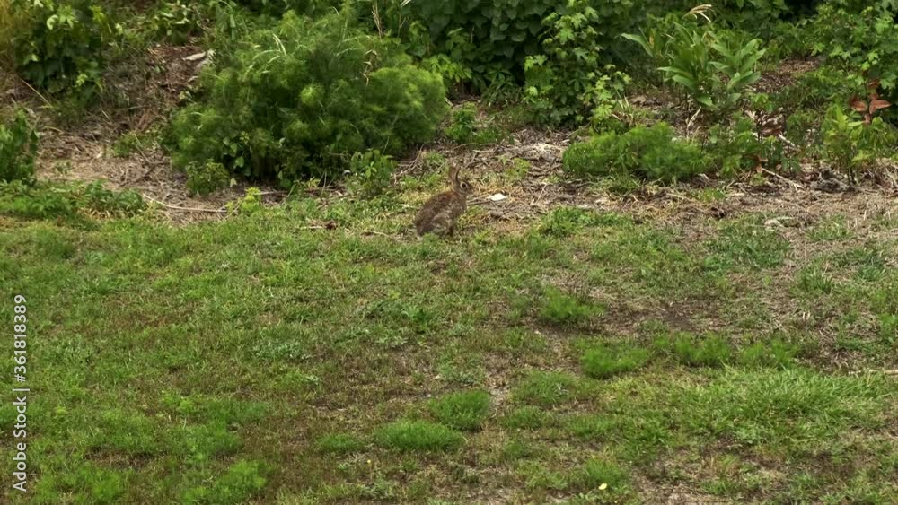 Sweet small rabbit sitting on green grass and hops away in garden, static Sweet small rabbit sitting on green grass and hops away in garden, static