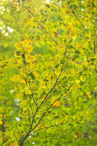 leaves on a branch.