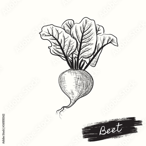 Hand drawn beet root vector with leaves