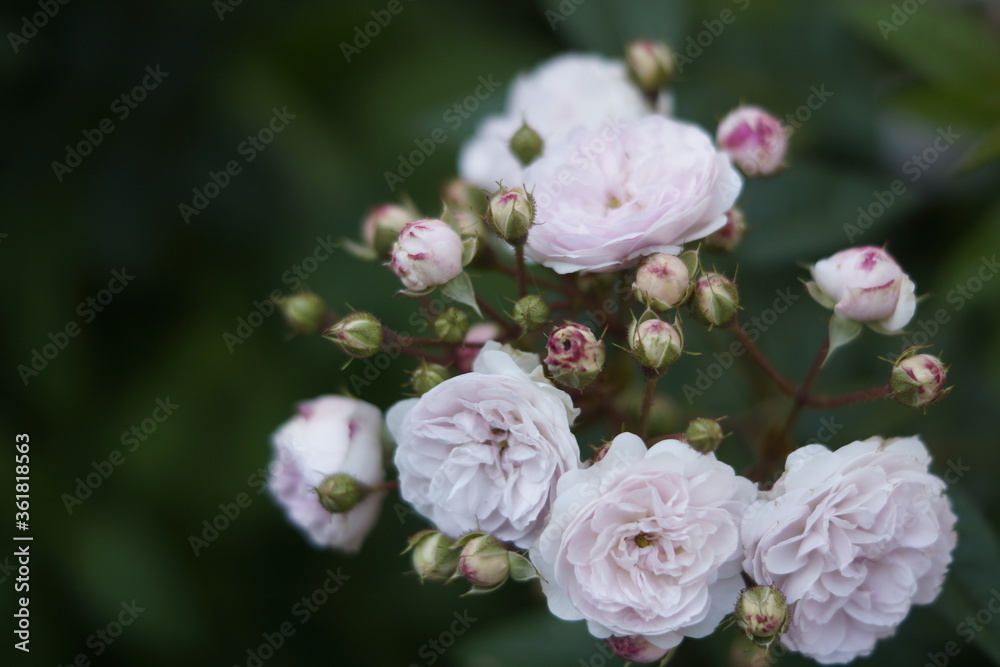 Obraz premium pink rose bush