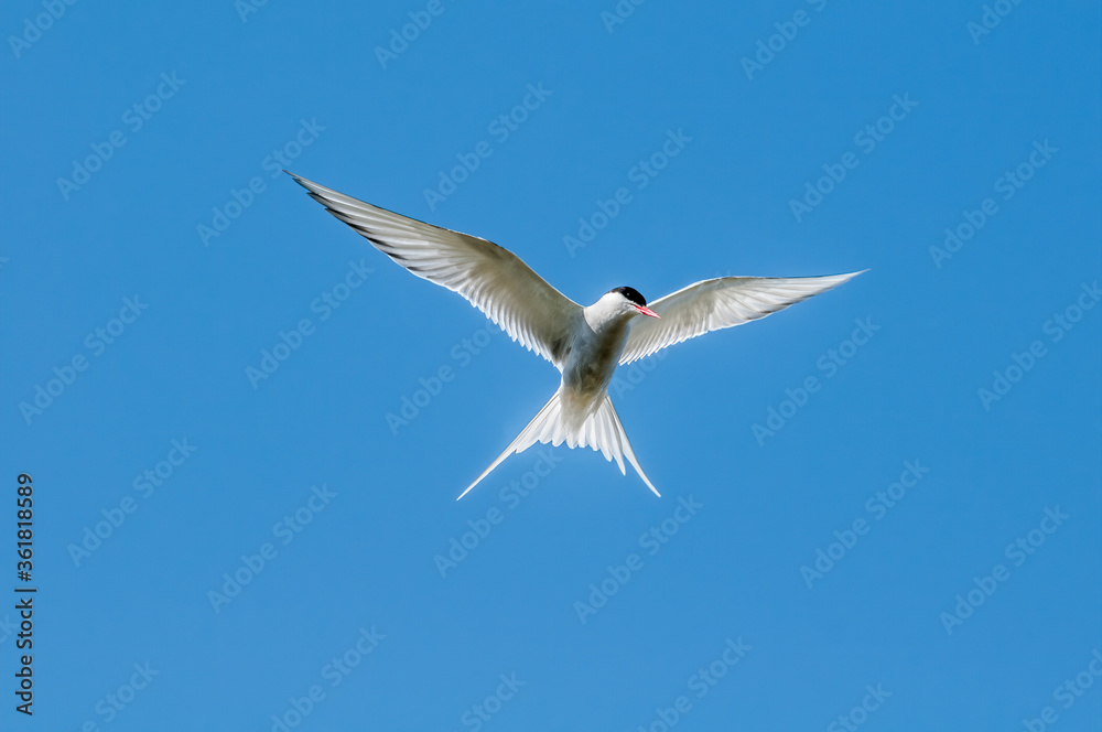 Obraz premium Arctic Tern (Sterna paradisaea) in Barents Sea coastal area, Russia