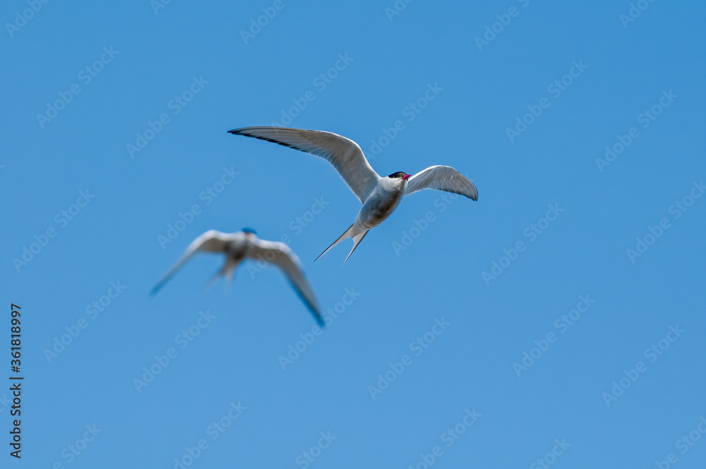 Obraz premium Arctic Terns (Sterna paradisaea) in Barents Sea coastal area, Russia