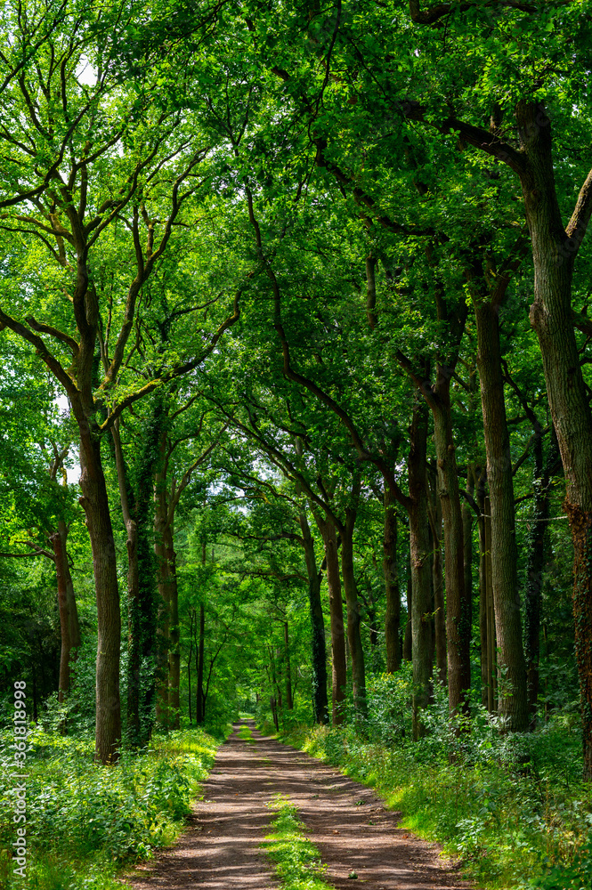 Fototapeta premium Summer hiking in old oak forest with large trees