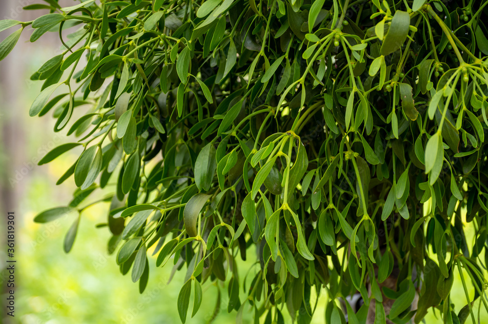 Botanical collection of medicinal or decorative plants and herbs, Viscum album or European mistletoe parasitic plant Botanical collection of medicinal or decorative plants and herbs, Viscum album or European mistletoe parasitic plant