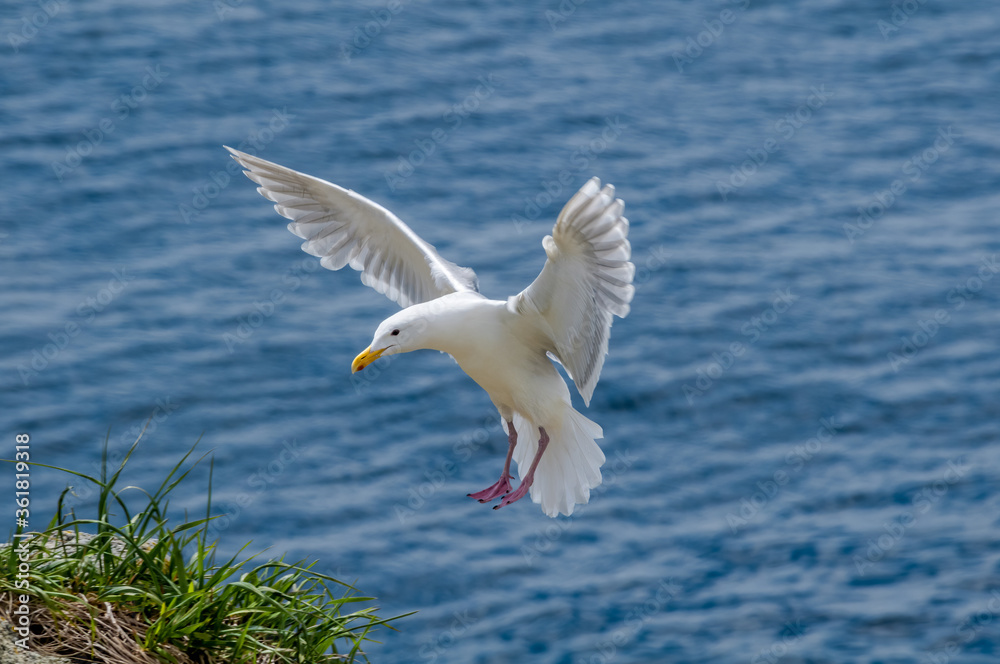 Glaucous-winged Gull (Larus glaucescens) at Chowiet Island, Semidi Islands, Alaska, USA Glaucous-winged Gull (Larus glaucescens) at Chowiet Island, Semidi Islands, Alaska, USA