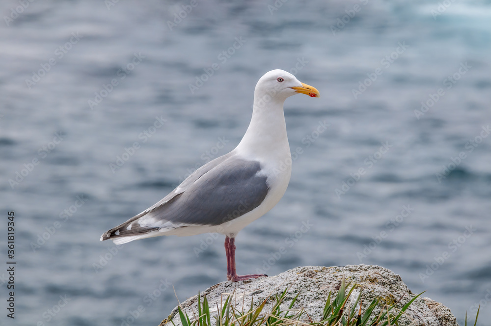 Glaucous-winged Gull (Larus glaucescens) at Chowiet Island, Semidi Islands, Alaska, USA Glaucous-winged Gull (Larus glaucescens) at Chowiet Island, Semidi Islands, Alaska, USA
