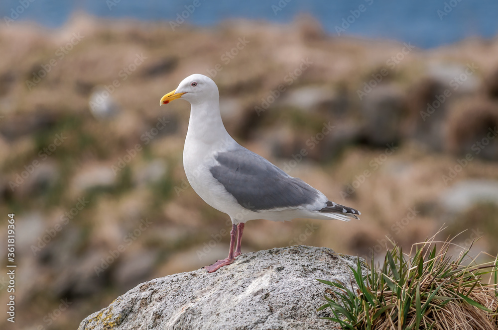 Glaucous-winged Gull (Larus glaucescens) at Chowiet Island, Semidi Islands, Alaska, USA Glaucous-winged Gull (Larus glaucescens) at Chowiet Island, Semidi Islands, Alaska, USA