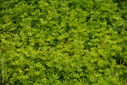 Botanical collection of medicinal plants and edible herbs  Asperula or Galium odoratum or sweetscented bedstraw plant