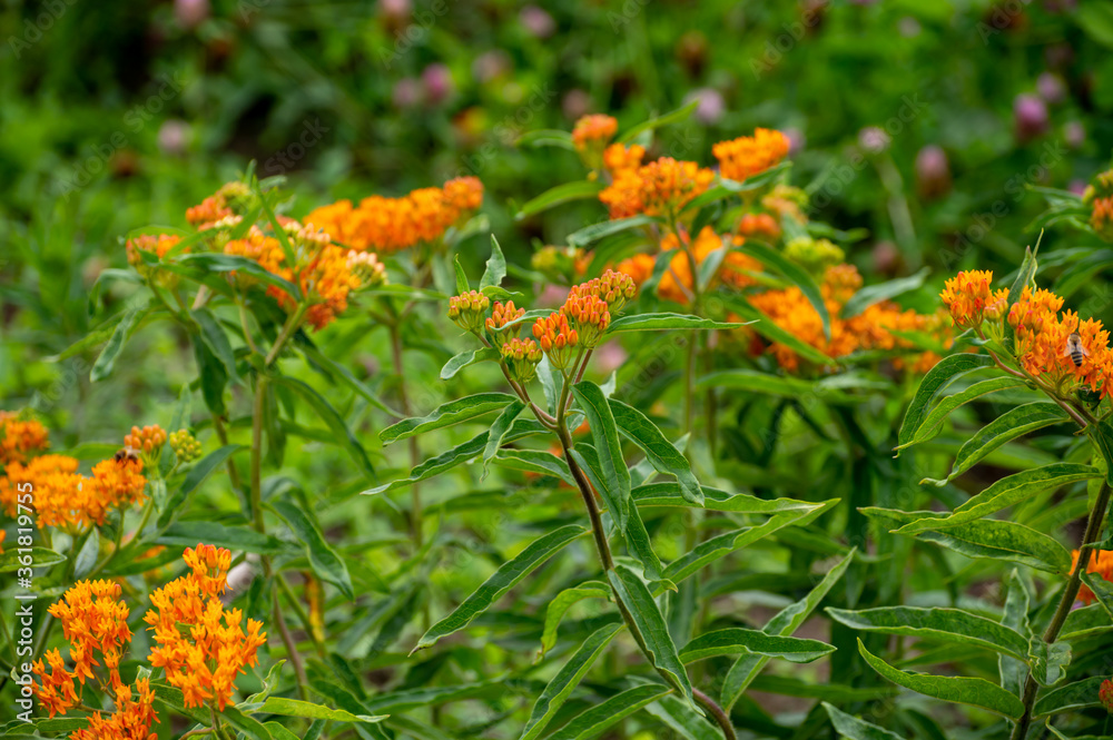 Botanical collection of insect friendly or decorative plants and flowers, Asclepias tuberosa or milkweed, butterfly flower, silkweed, silky swallow-wort, Virginia silkweed plant Botanical collection of insect friendly or decorative plants and flowers, Asclepias tuberosa or milkweed, butterfly flower, silkweed, silky swallow-wort, Virginia silkweed plant
