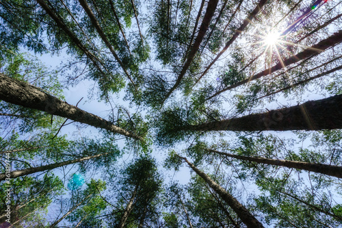 bottom view of tall pine trees in the forest against the sky and clouds