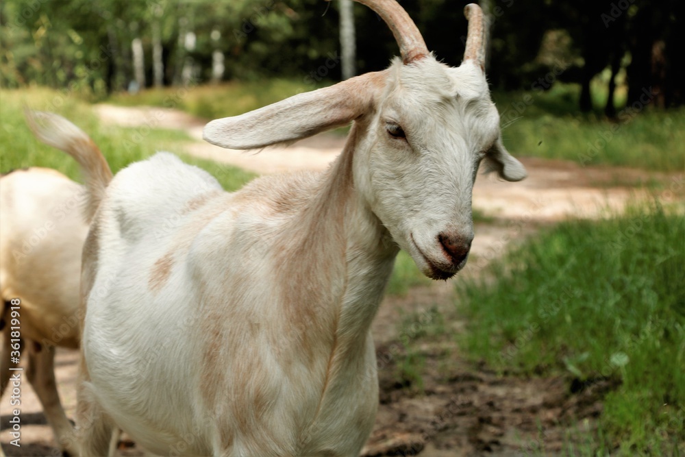 goats in the forest eat grass autumn grass animals