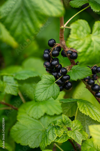 Botanical collection of edible plants and herbs, blackcurrant Ribes nigrum or cassis wooden shrub