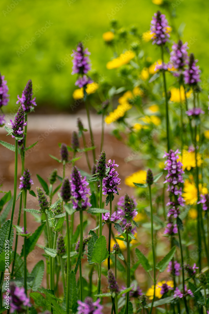 Obraz premium Botanical collection of medicinal plants and herbs, Betonica or Stachys officinalis, hedgenettle, betony, bishopwort plant