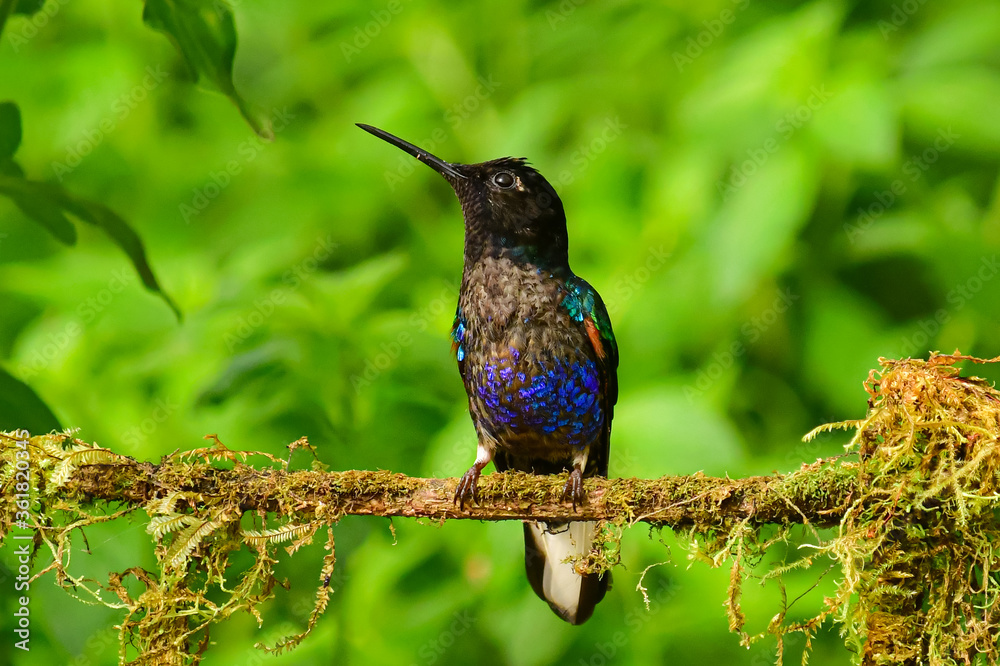Obraz premium Coronita Aterciopelada / Velvet Purple Coronet / Boissonneaua Jardini - Ecuador, Reserva de Biósfera del Chocó Andino