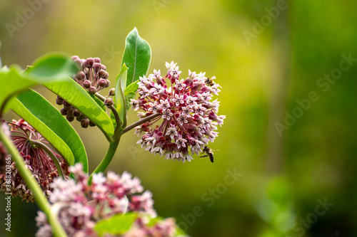 Botanical collection of insect friendly or decorative plants and flowers, Asclepias syriaca or milkweed, butterfly flower, silkweed, silky swallow-wort, Virginia silkweed plant photo