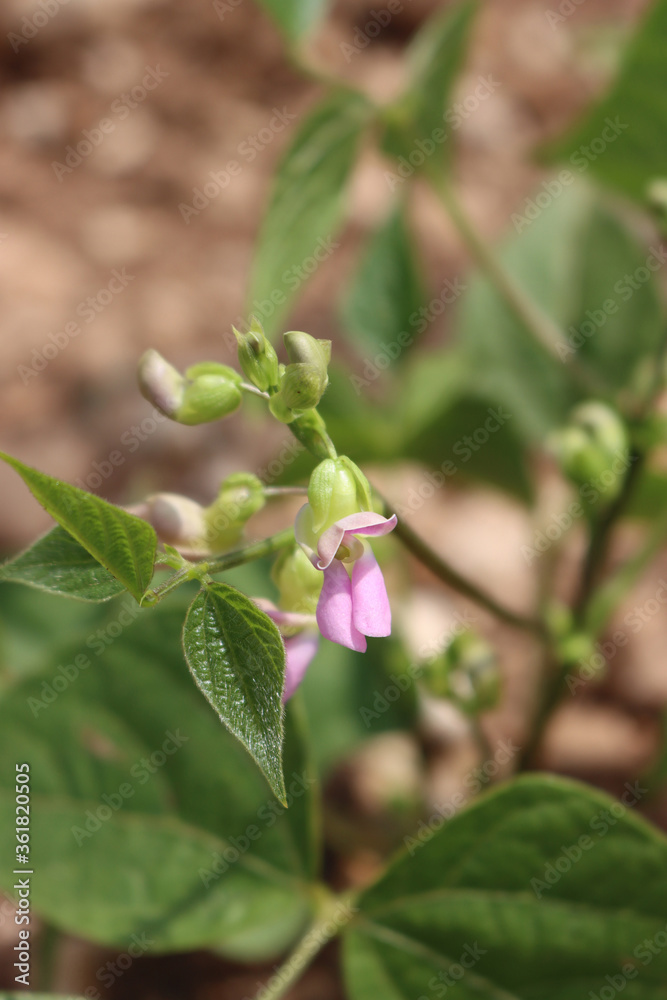 French bean plant with pale pink flowers. French bean plant in bloom in the vegetable garden
French bean plant with pale pink flowers. French bean plant in bloom in the vegetable garden