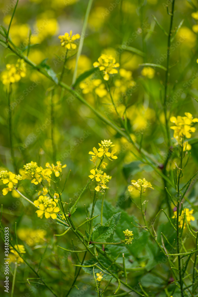 Botanical collection of culinary plants and herbs, yellow or white mustard plant Botanical collection of culinary plants and herbs, yellow or white mustard plant